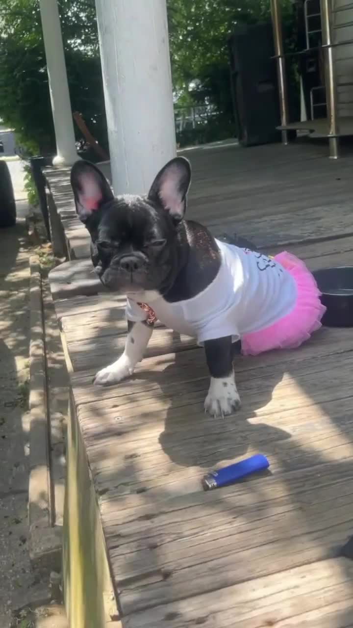 French Bulldog dogs for sale: French Bulldog 5 - Video 1