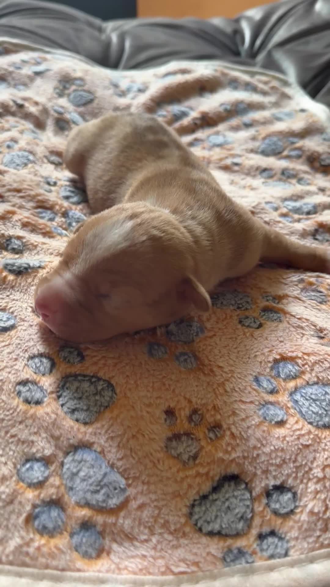 American Bully dogs for sale: American Bully 2 - Video 1