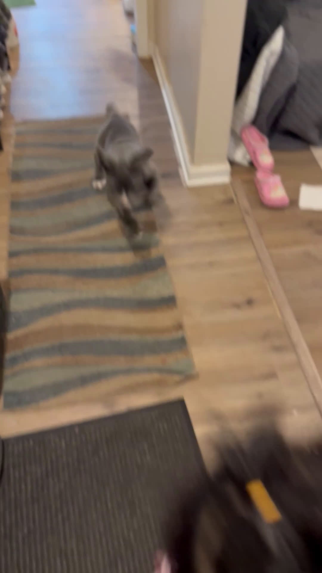 Cane Corso dogs for sale: Cane Corso Puppy 1 - Video 2