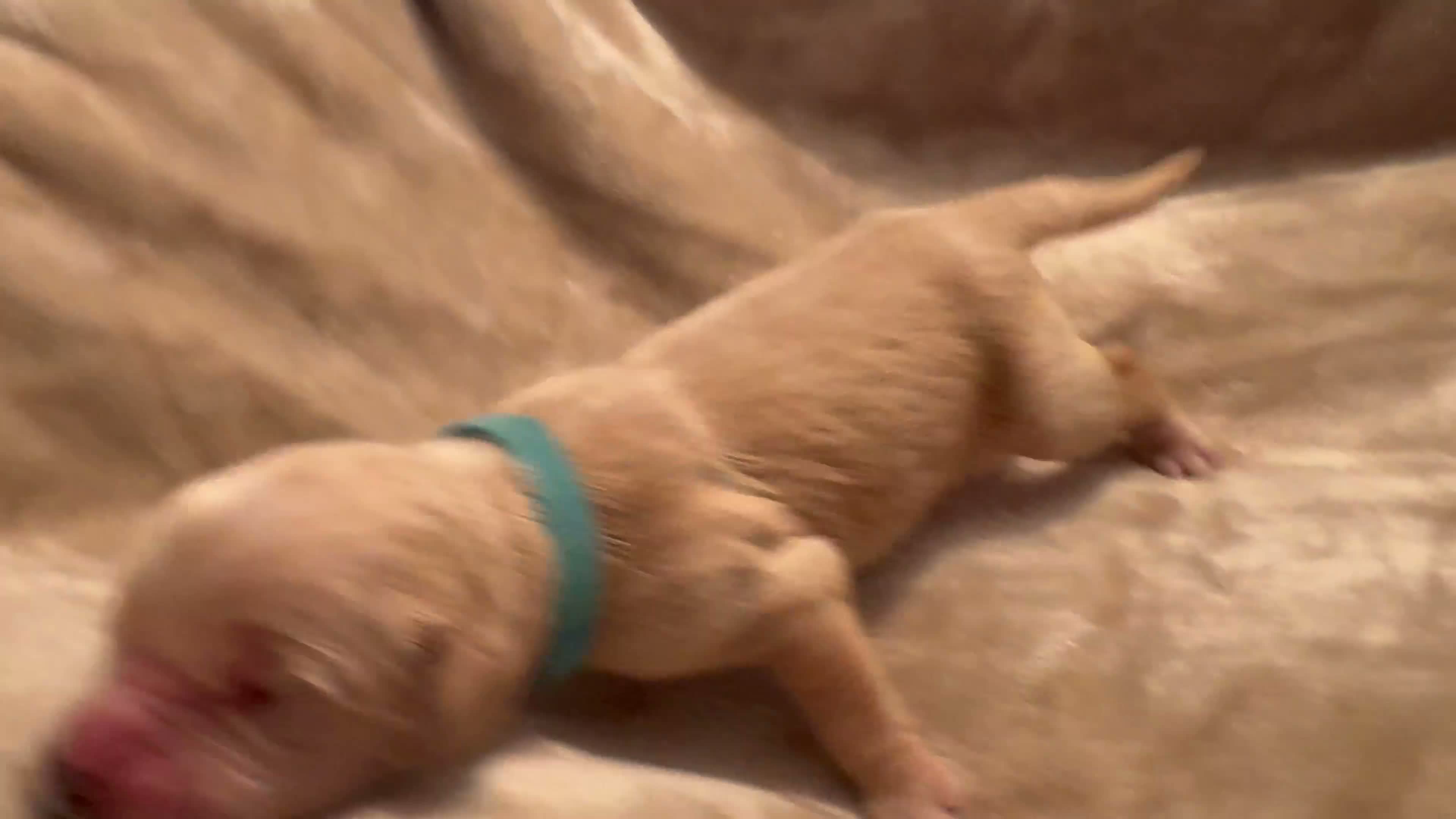 Golden Retriever dogs for sale: Golden Retriever 2 - Video 1