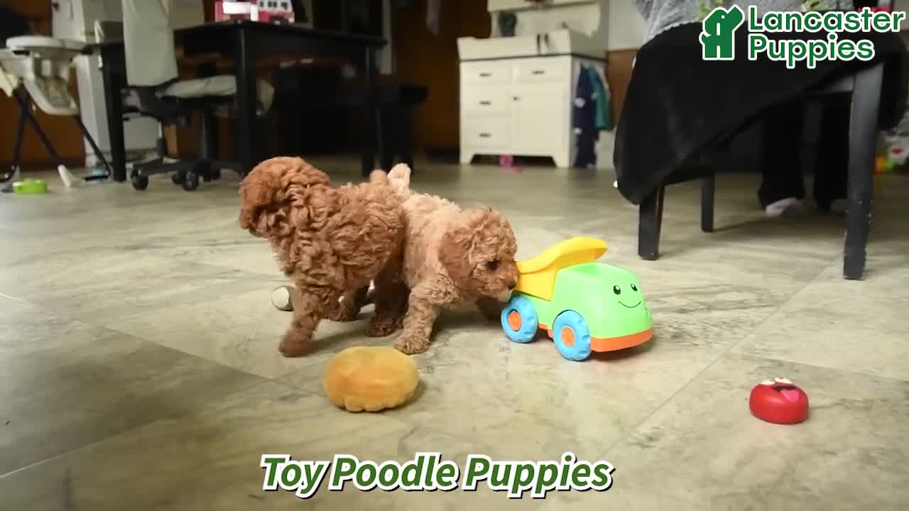 Toy Poodle dogs for sale: Christopher - Video 1