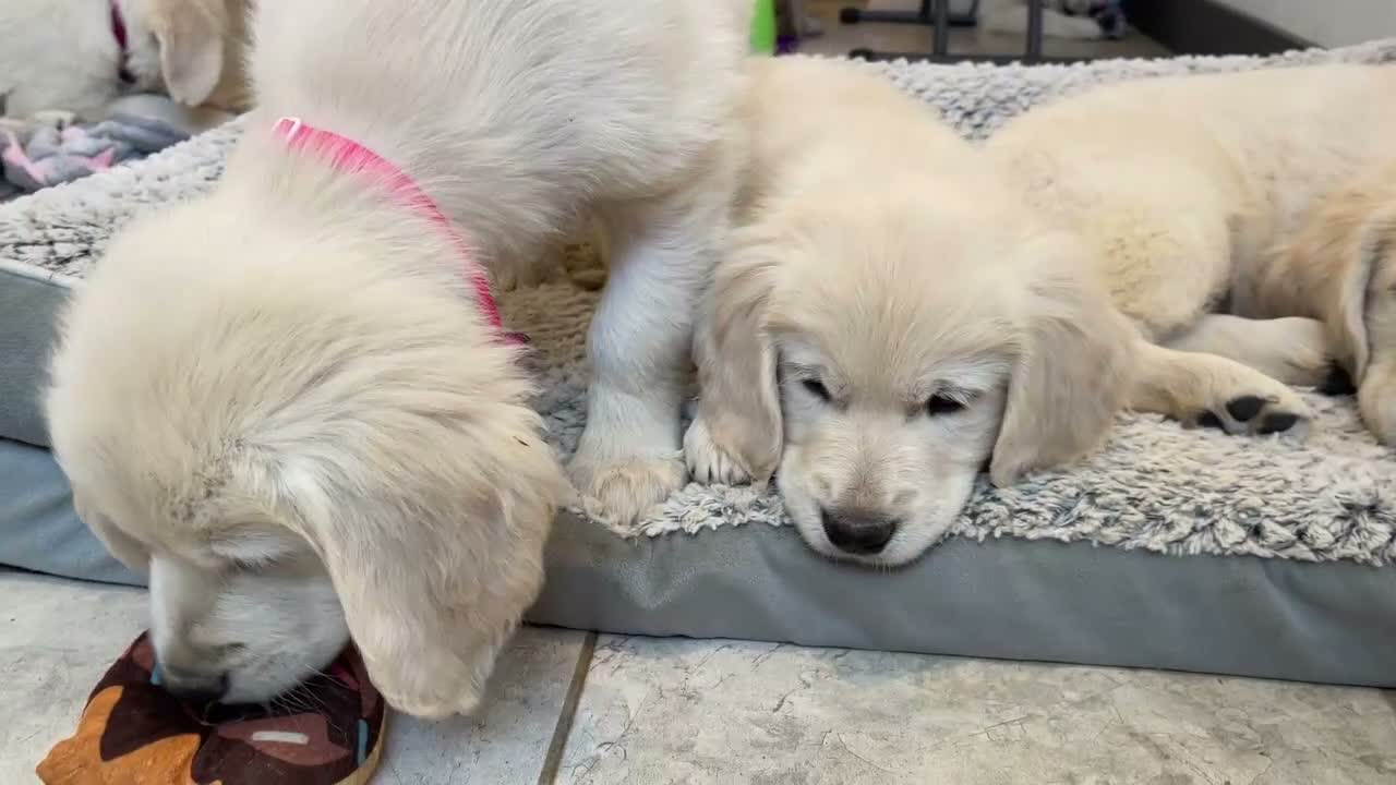 Golden Retriever dogs for sale: Marshmallow Cream - Video 3