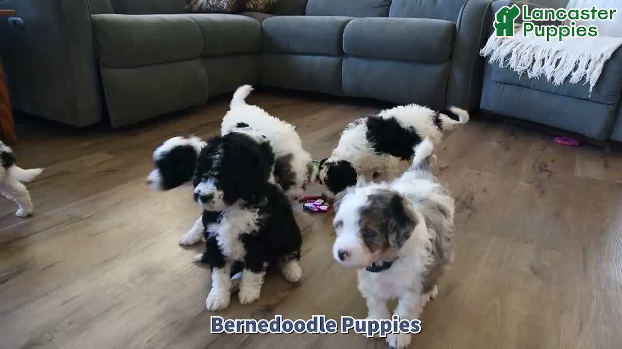 Bernedoodle dogs for sale: Buttercup - Video 1