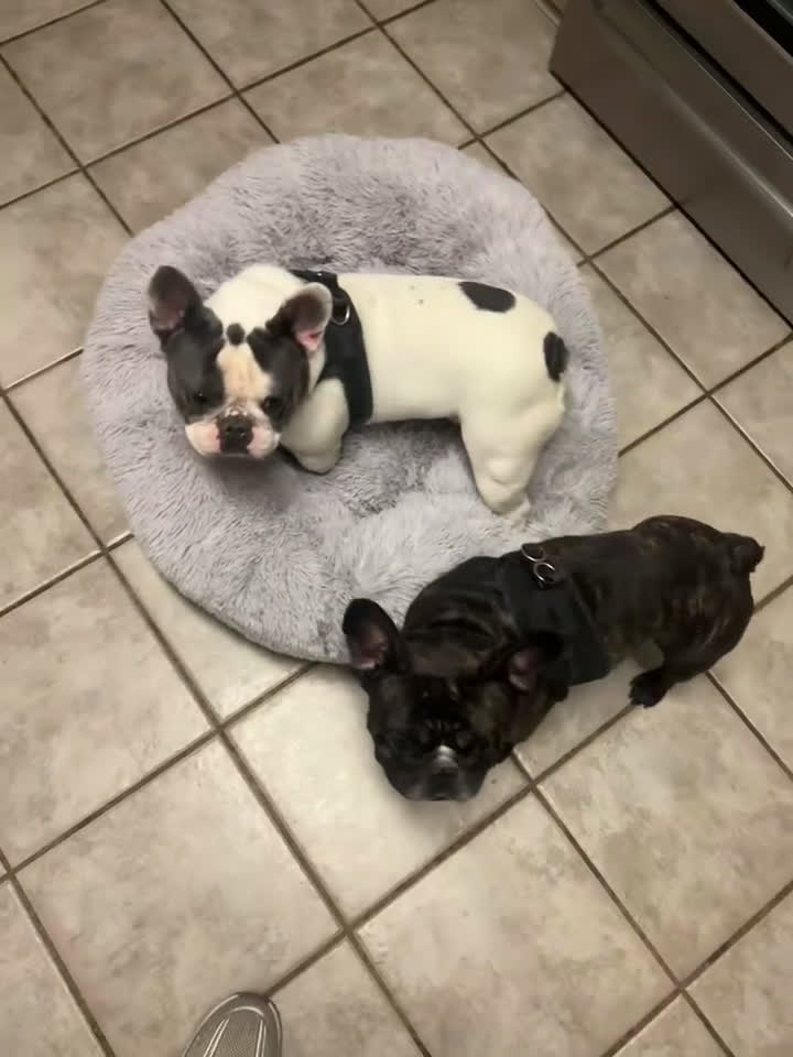 French Bulldog dogs for sale: Phil Frenchie male - Video 2