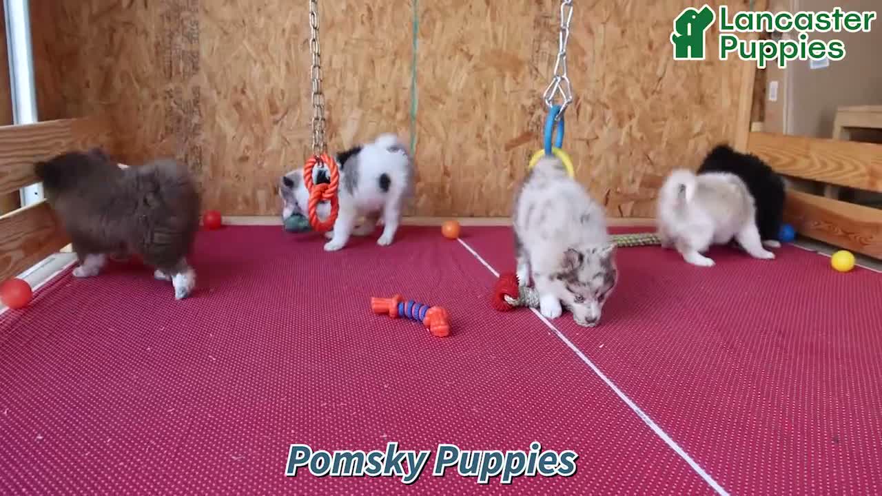 Pomsky dogs for sale: Rocky - Video 1