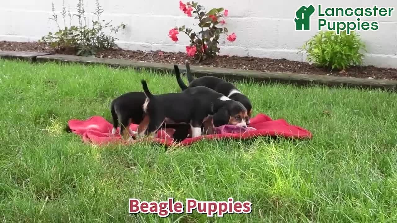 Beagle dogs for sale: Tina - Video 1