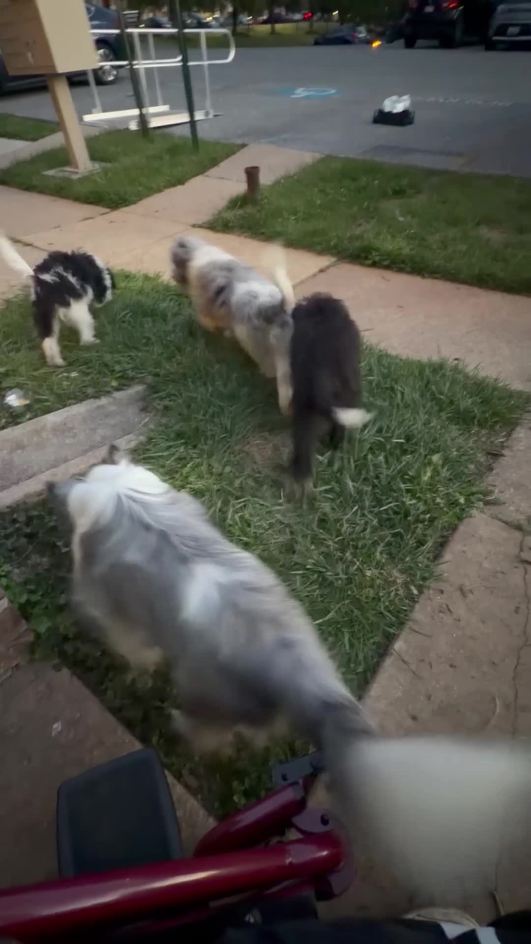Sheltiedoodle dogs for sale: Shadow - Video 2