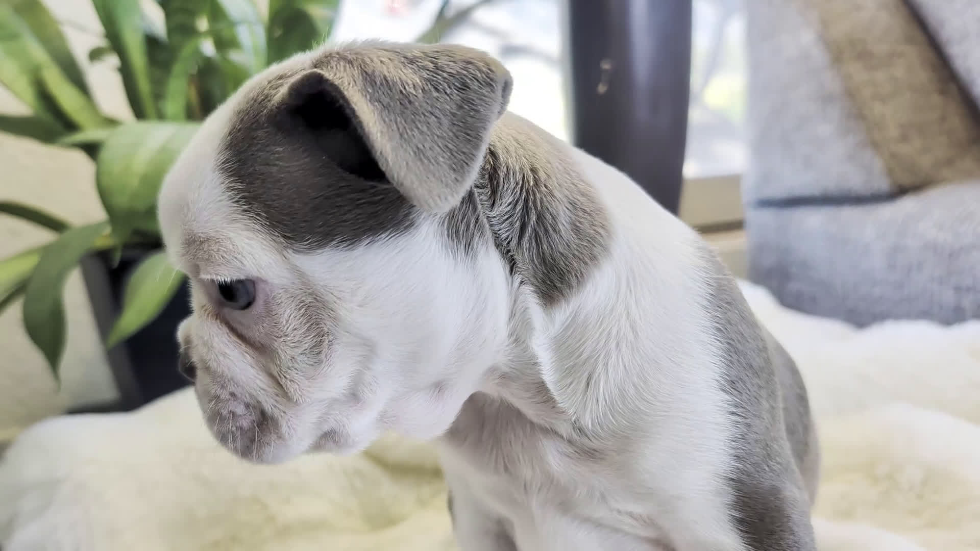 Frenchton dogs for sale: Spruce - Video 1