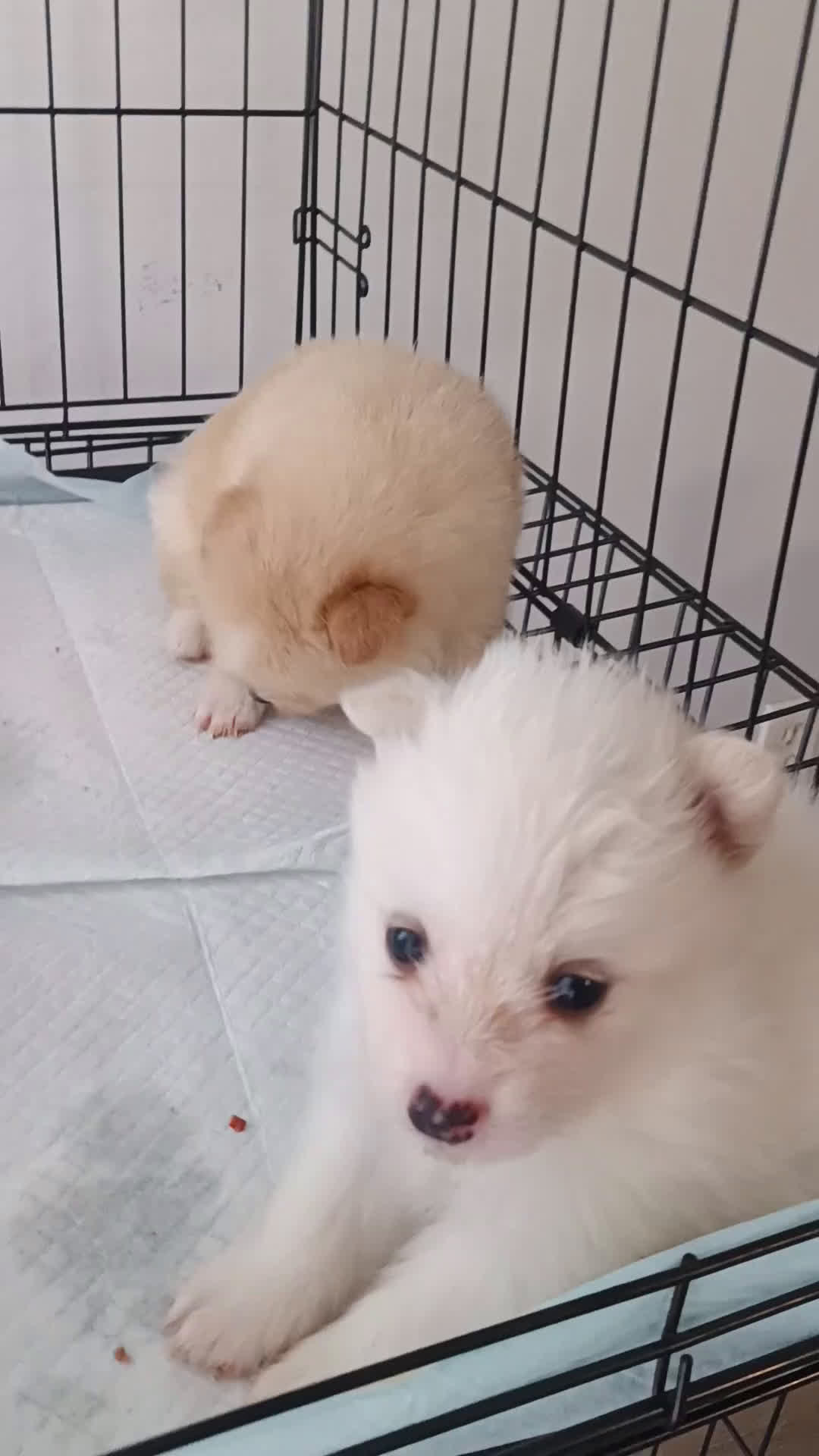 Pomeranian dogs for sale: Pomeranian Puppy 1 - Video 2