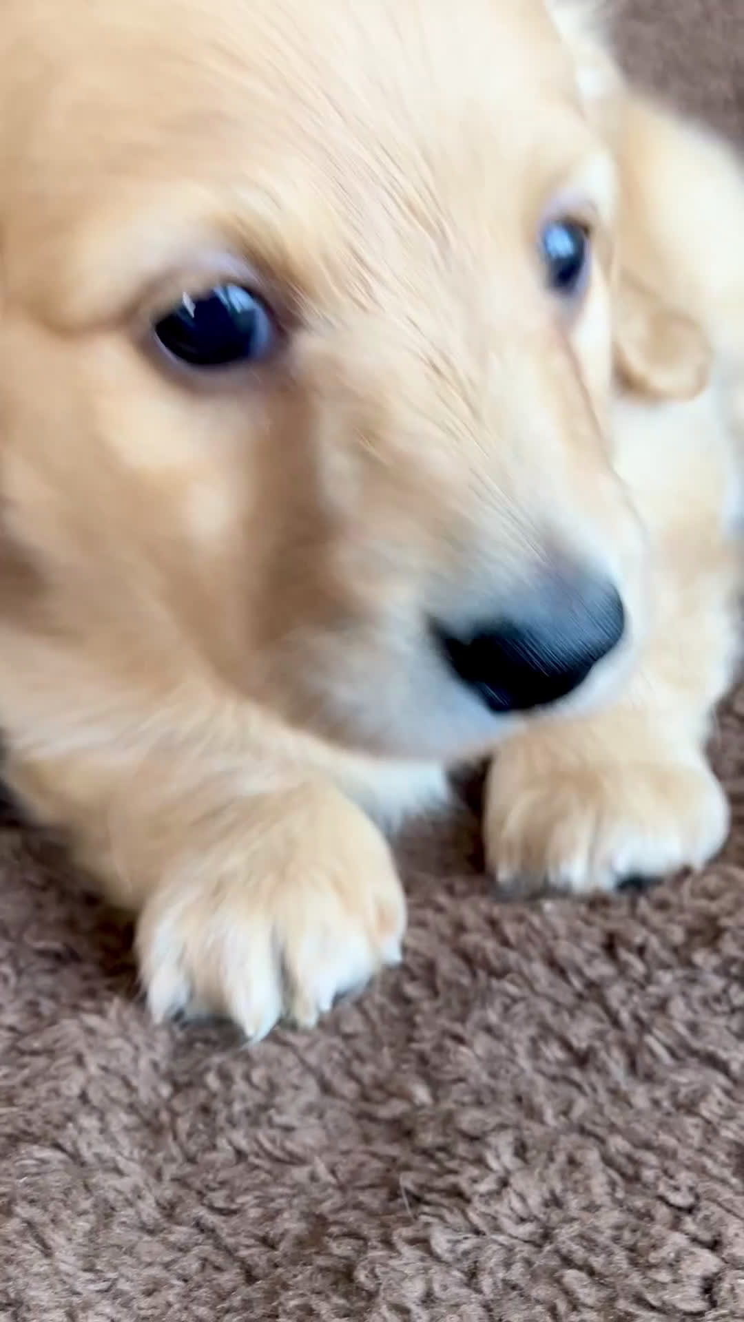 Miniature Dachshund dogs for sale: AKC Poindexter Poe of Libraryville Alley - Video 1