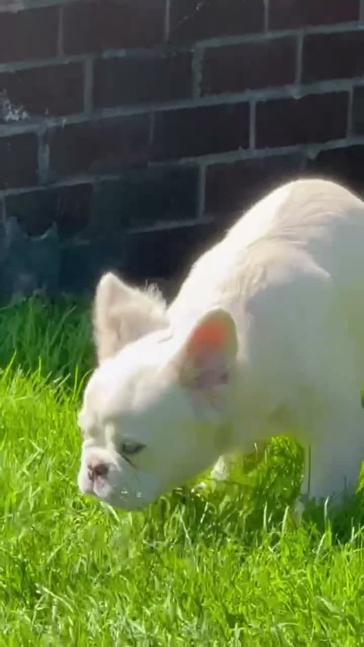 French Bulldog dogs for sale: French Bulldog 1 - Video 2