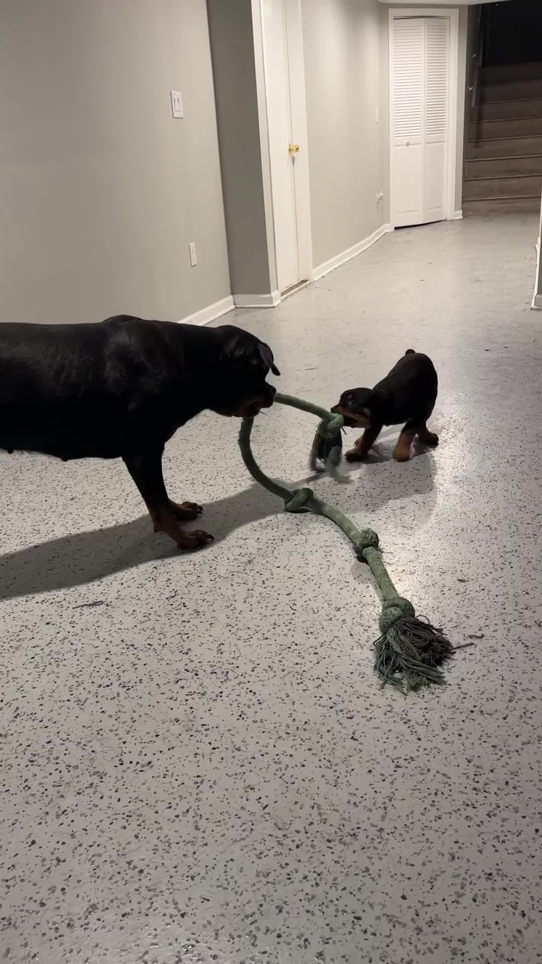 Rottweiler dogs for sale: Rottweiler Puppy 2 - Daisy - Video 1