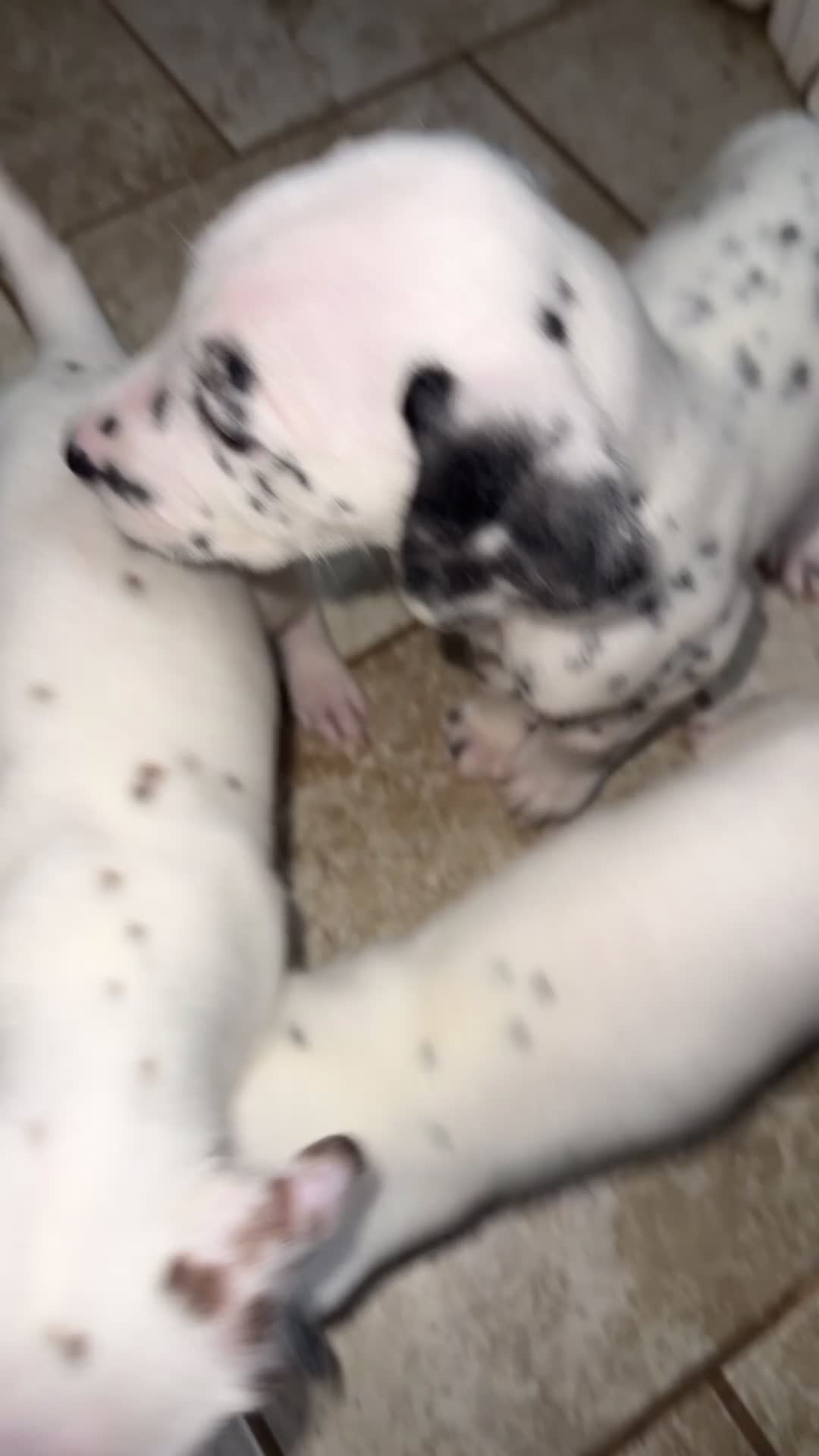 Dalmatian dogs for sale: Dalmatian 4 - Video 3