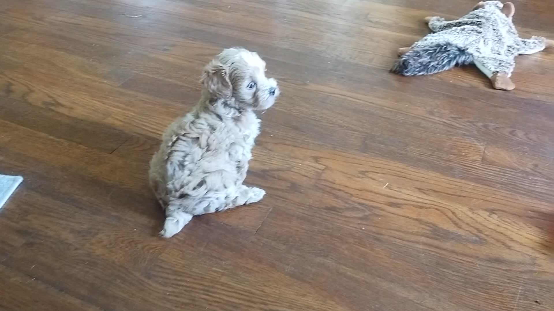 Maltipoo dogs for sale: Darcy - Video 1