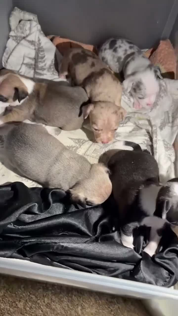 Chihuahua dogs for sale: Chihuahua 3 - Video 1