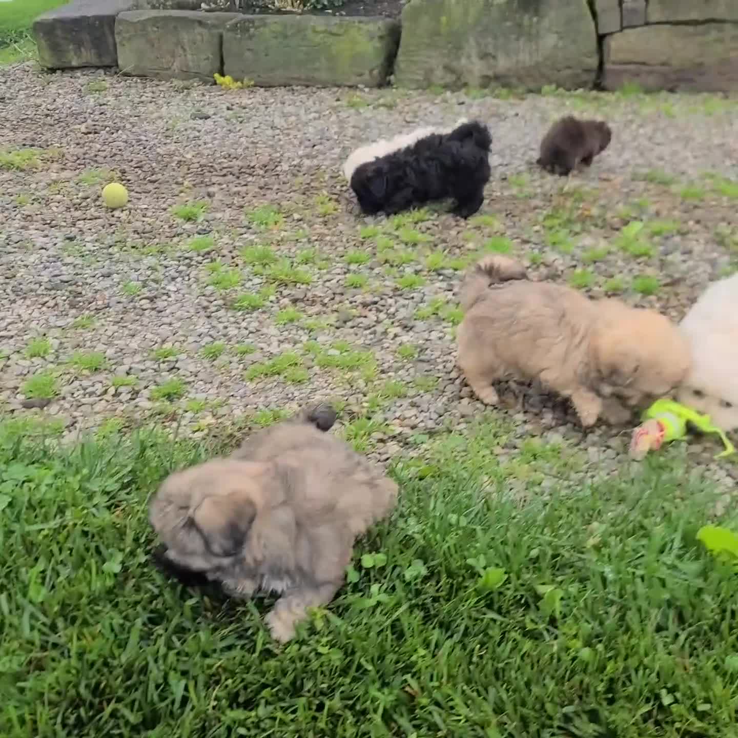 Teddy Bear dogs for sale: Domino - Video 2