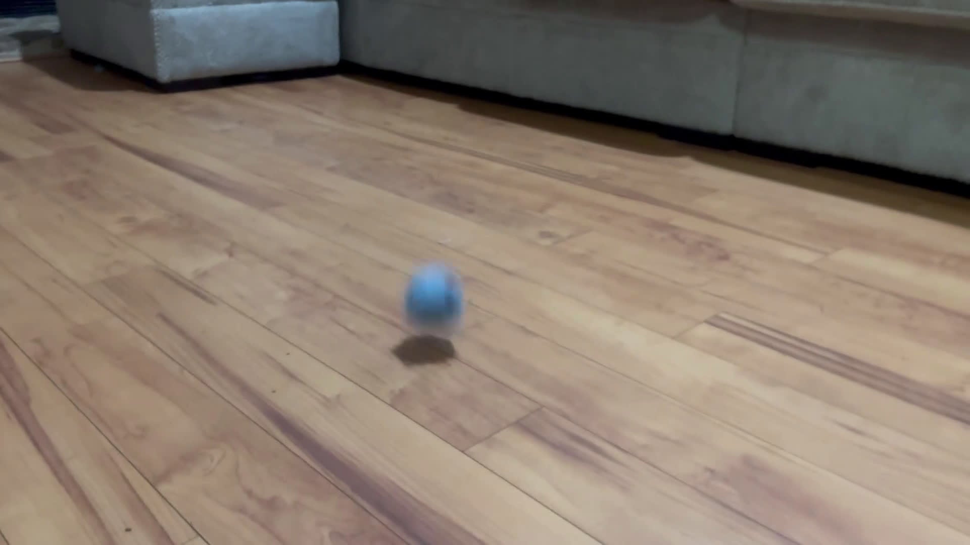 Cavapoo dogs for sale: Cavapoo Puppy 5 - Video 1