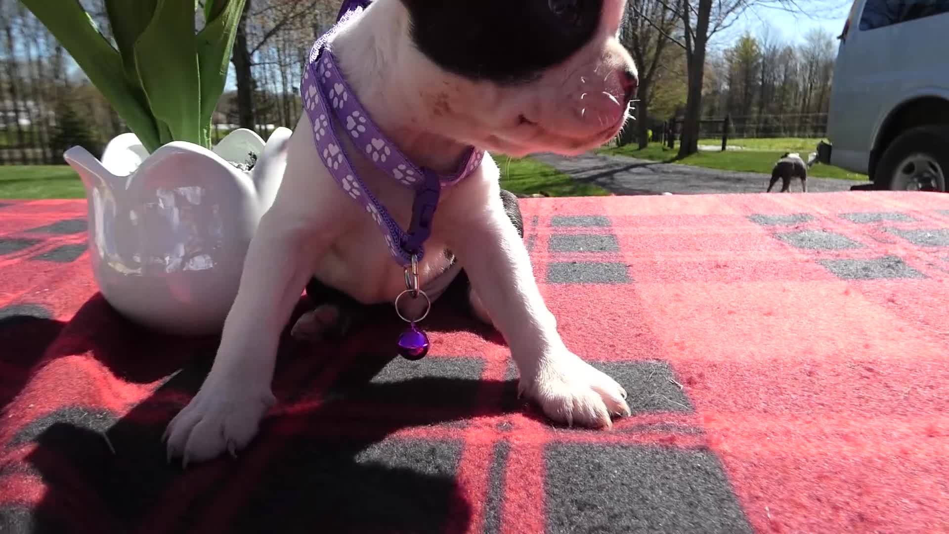 Boston Terrier dogs for sale: Boston Terrier Puppy 5 Rocko - Video 1