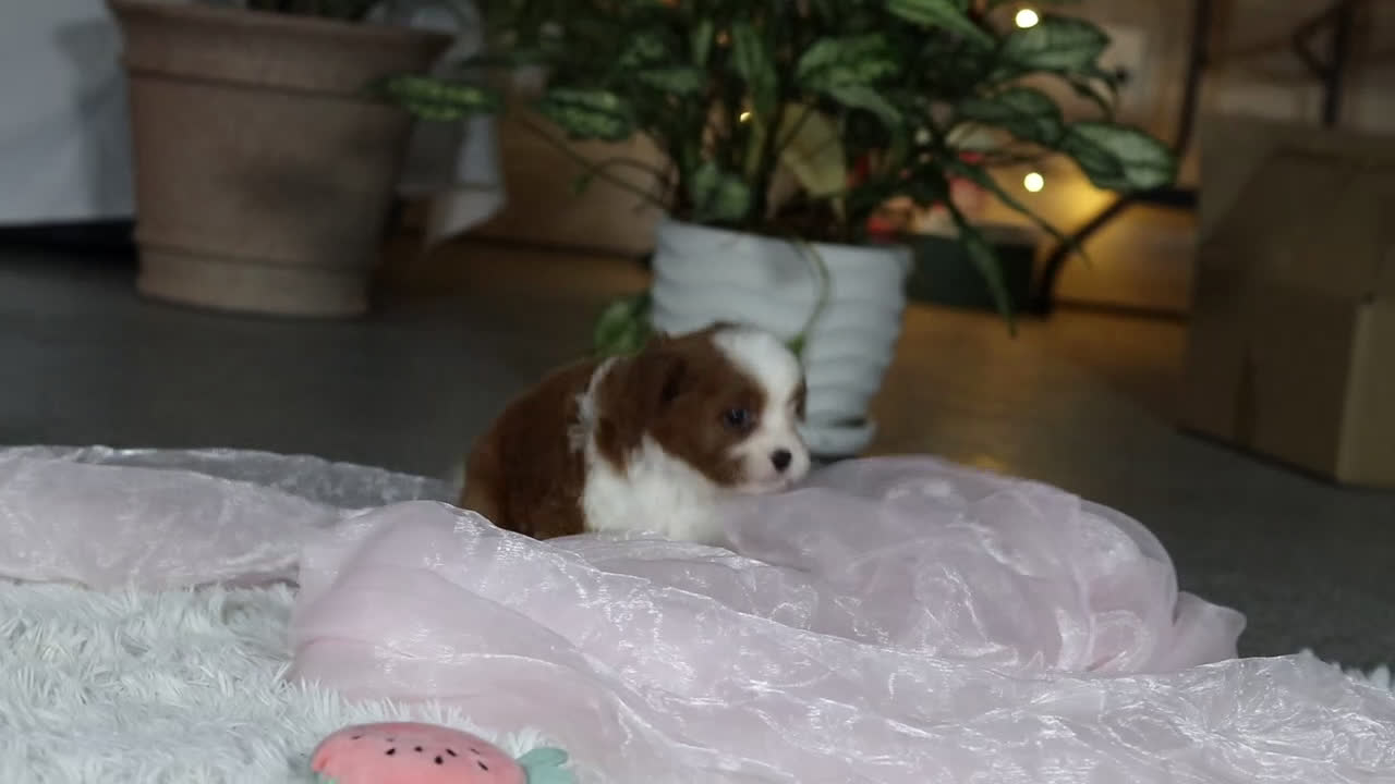 Cavapoo dogs for sale: Sammy - Video 1