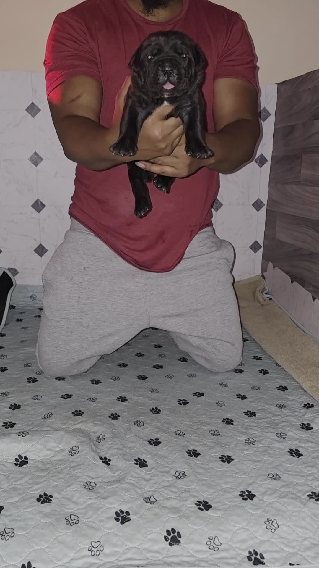 Cane Corso dogs for sale: Cane Corso Puppy 3 - Video 1