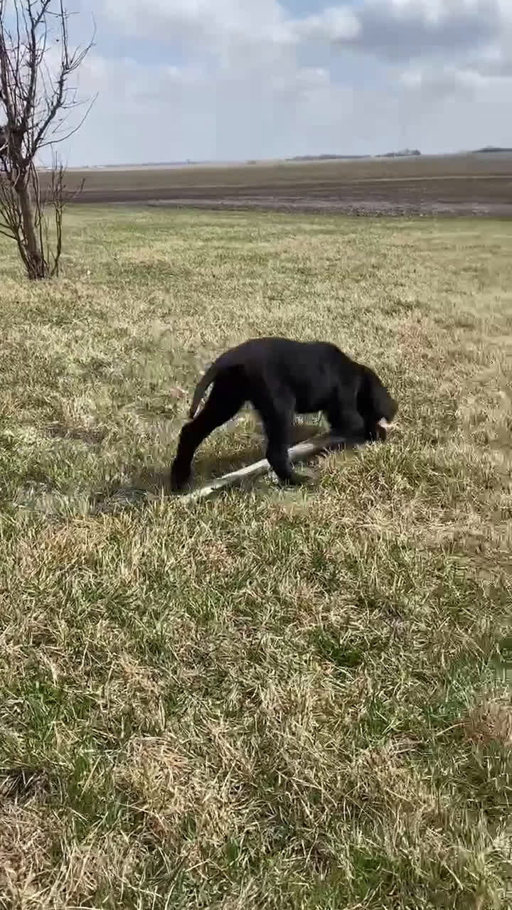 Mixed Breed dogs for sale: Bella - Video 1