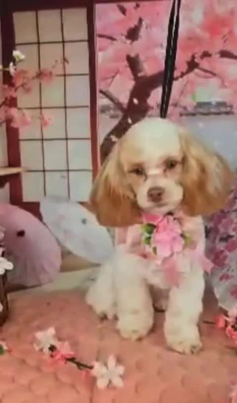 Shihpoo dogs for sale: Peggy, potty and crate trained! - Video 1