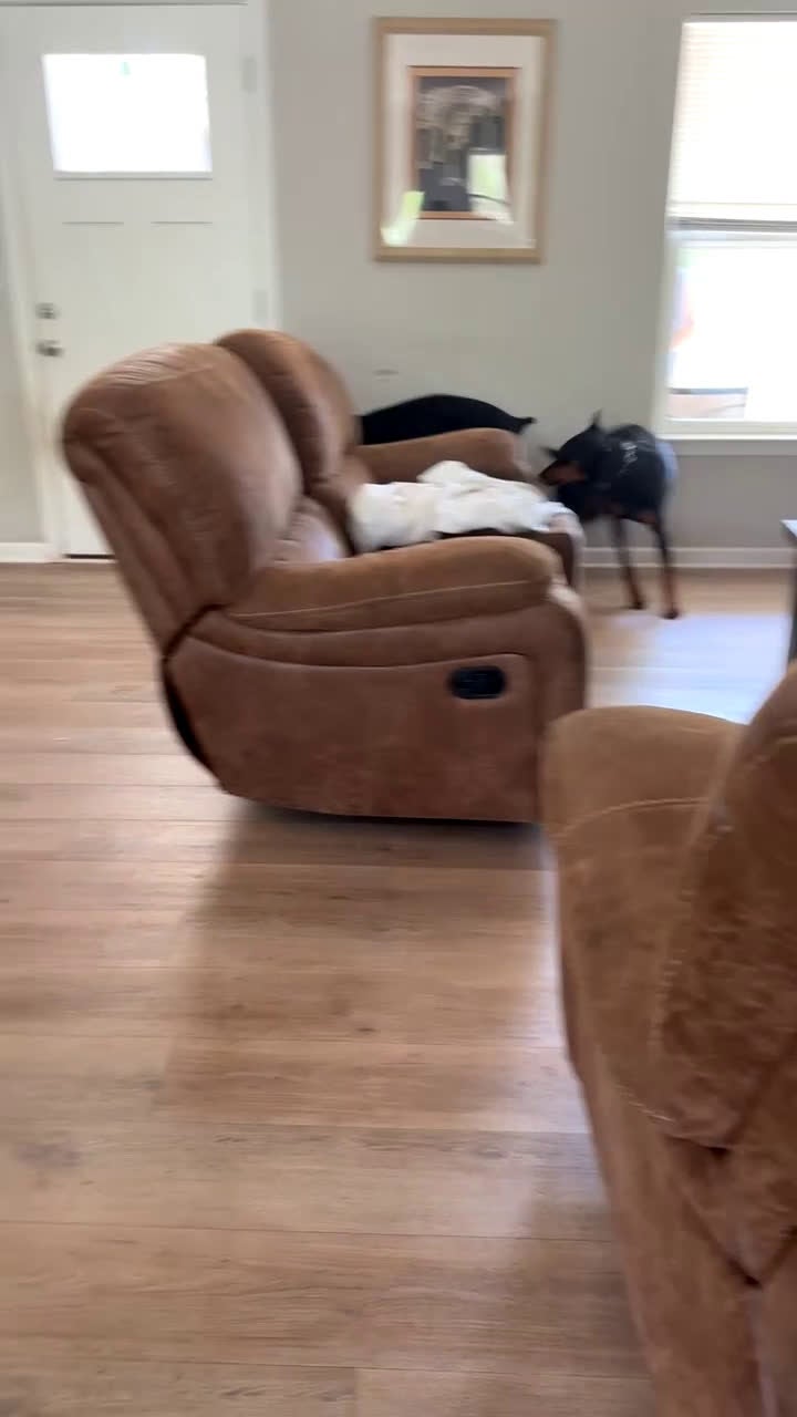 Doberman Pinscher dogs for sale: Puppy 6 - Video 2