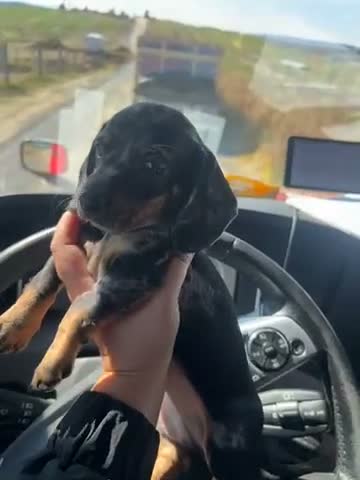 Dachshund dogs for sale: Dasher - Video 2