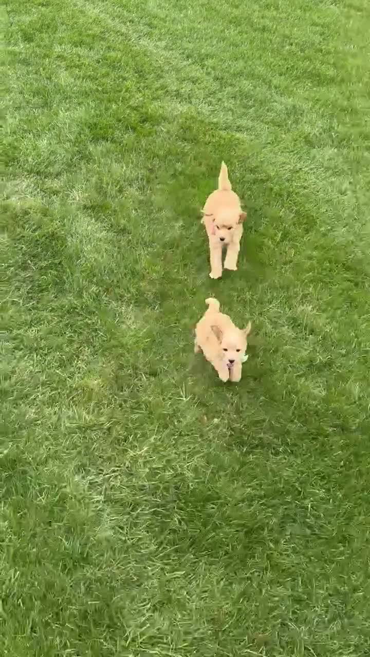 Mini Goldendoodle dogs for sale: Mini George - Video 4