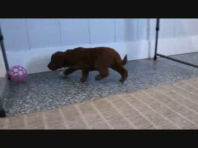 Mini Goldendoodle dogs for sale: Marla - Video 6