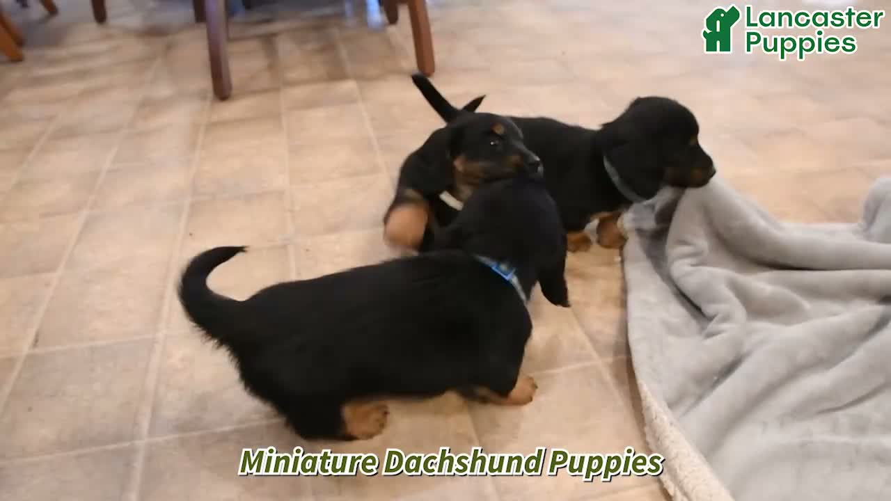 Miniature Dachshund dogs for sale: Freddy  - Video 1
