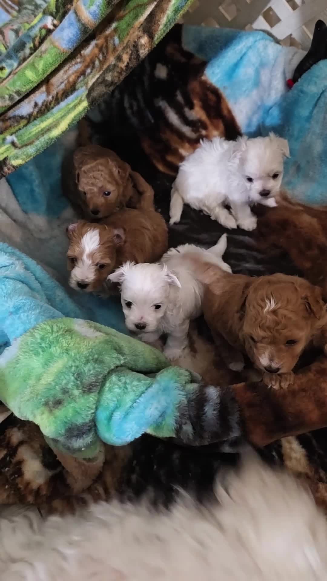 Maltipoo dogs for sale: Maltipoo 1 - Video 2