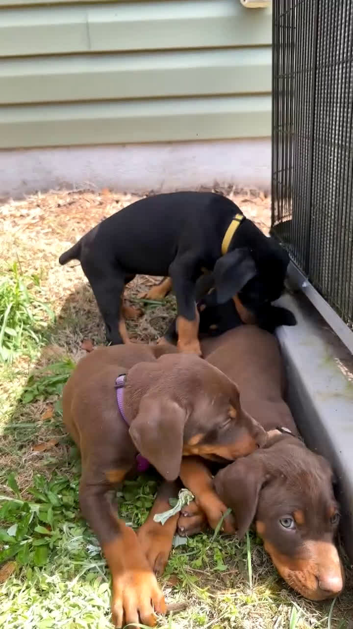 Doberman Pinscher dogs for sale: Puppy 6 - Video 3
