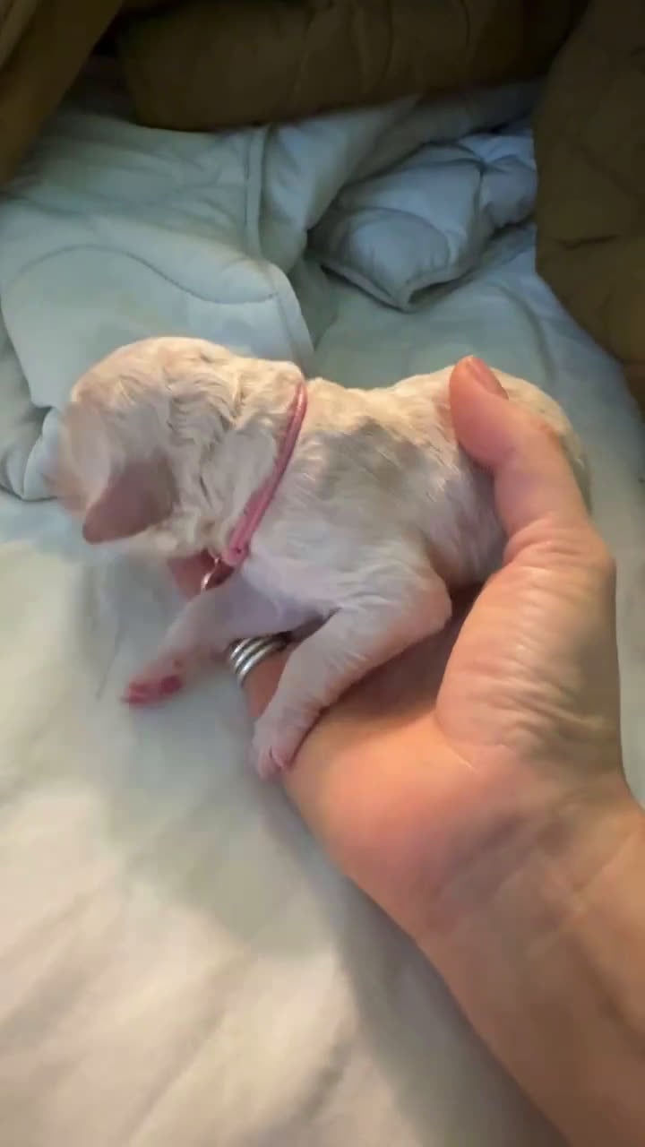 Standard Poodle dogs for sale: Standard Poodle Puppy 6 - Video 1