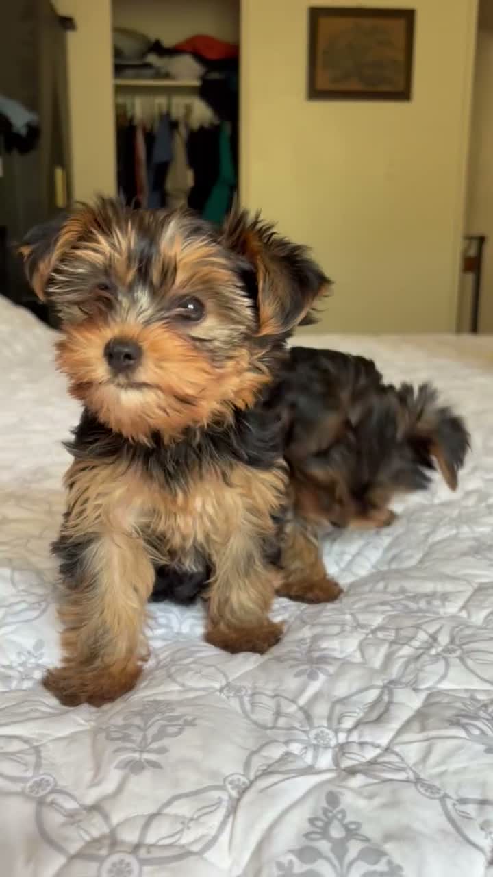 Yorkshire Terrier dogs for sale: Fifi - Video 1