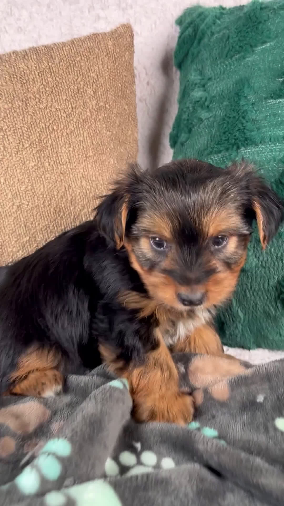 Yorkshire Terrier dogs for sale: Gabriel - Video 1