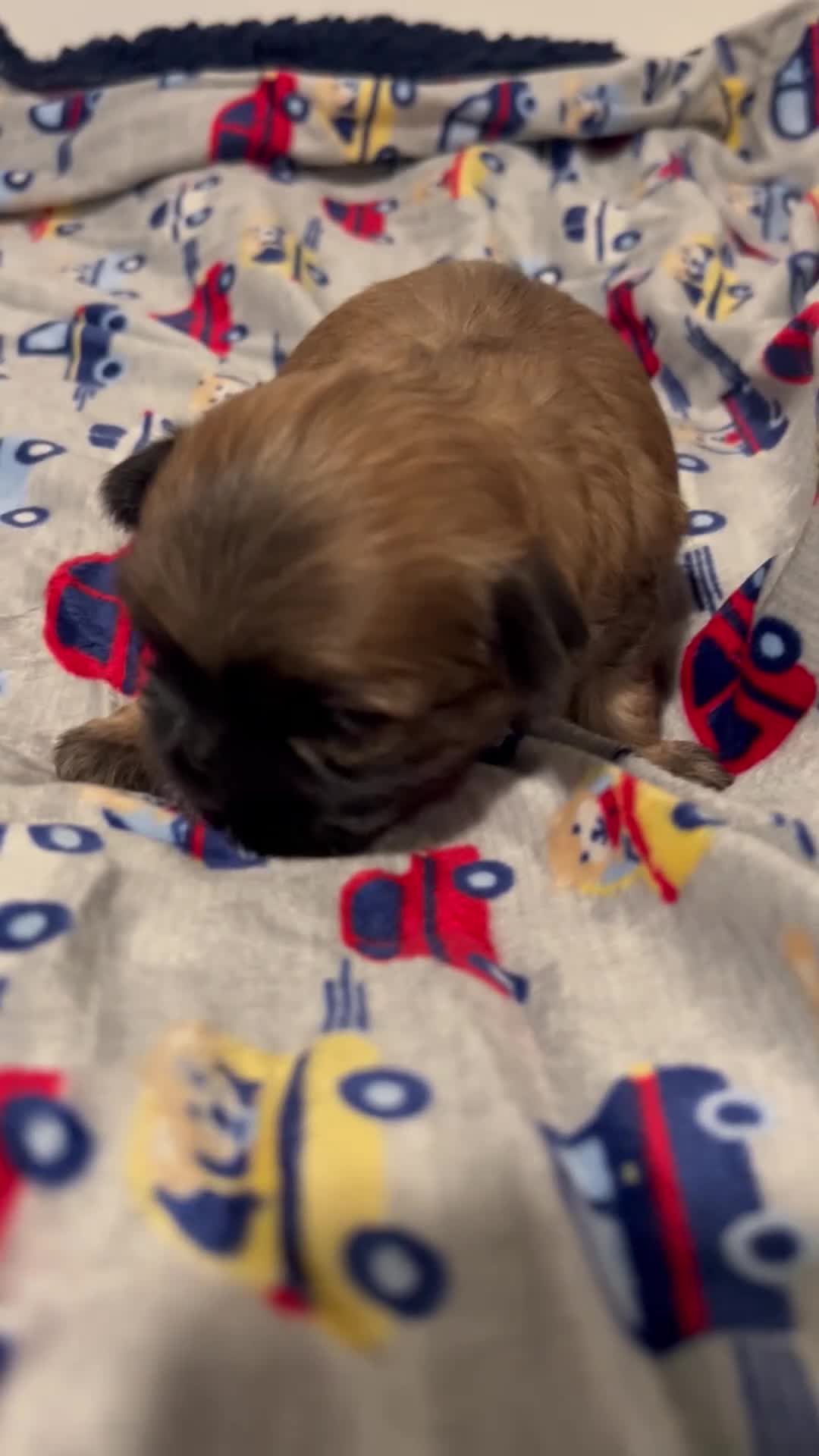 Mixed Breed dogs for sale: Panama - Video 1