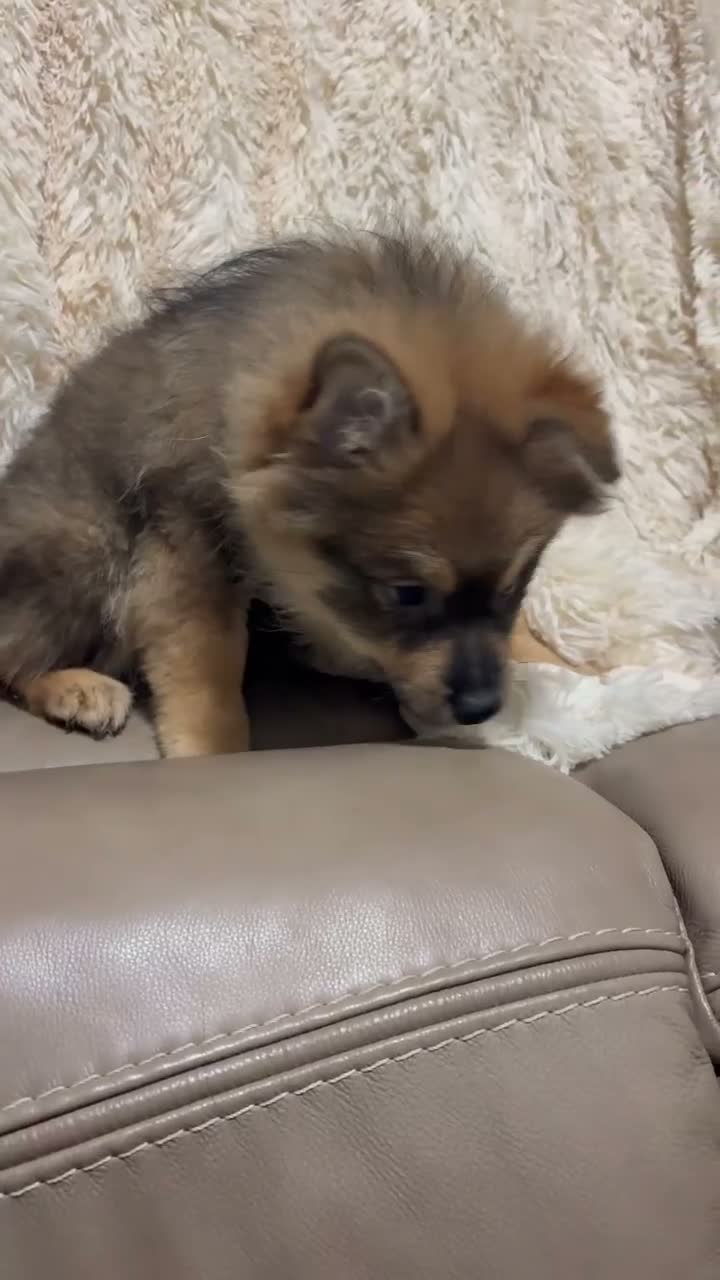 Pomeranian dogs for sale: Pomeranian 4 - Video 1