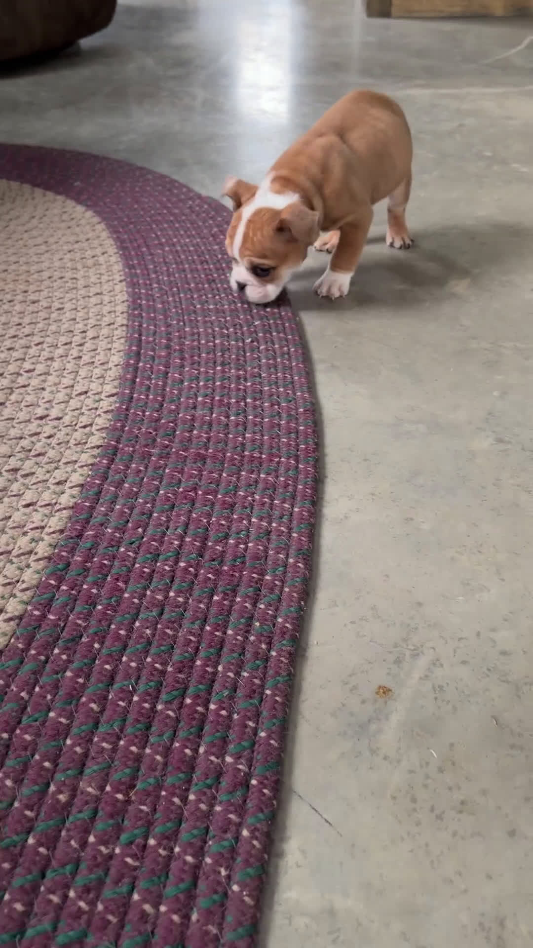 English Bulldog dogs for sale: Nora - Video 3