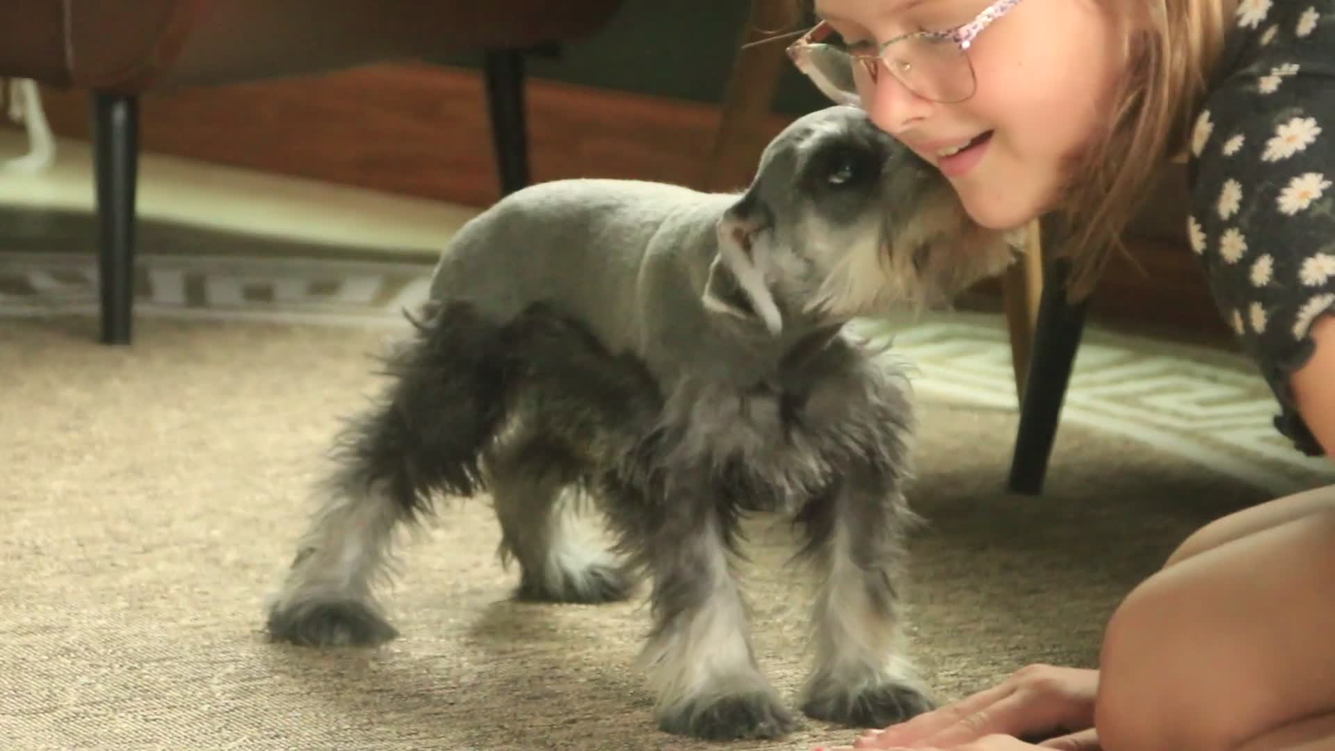 Miniature Schnauzer dogs for sale: Quest Miniature Schnauzer  - Video 4