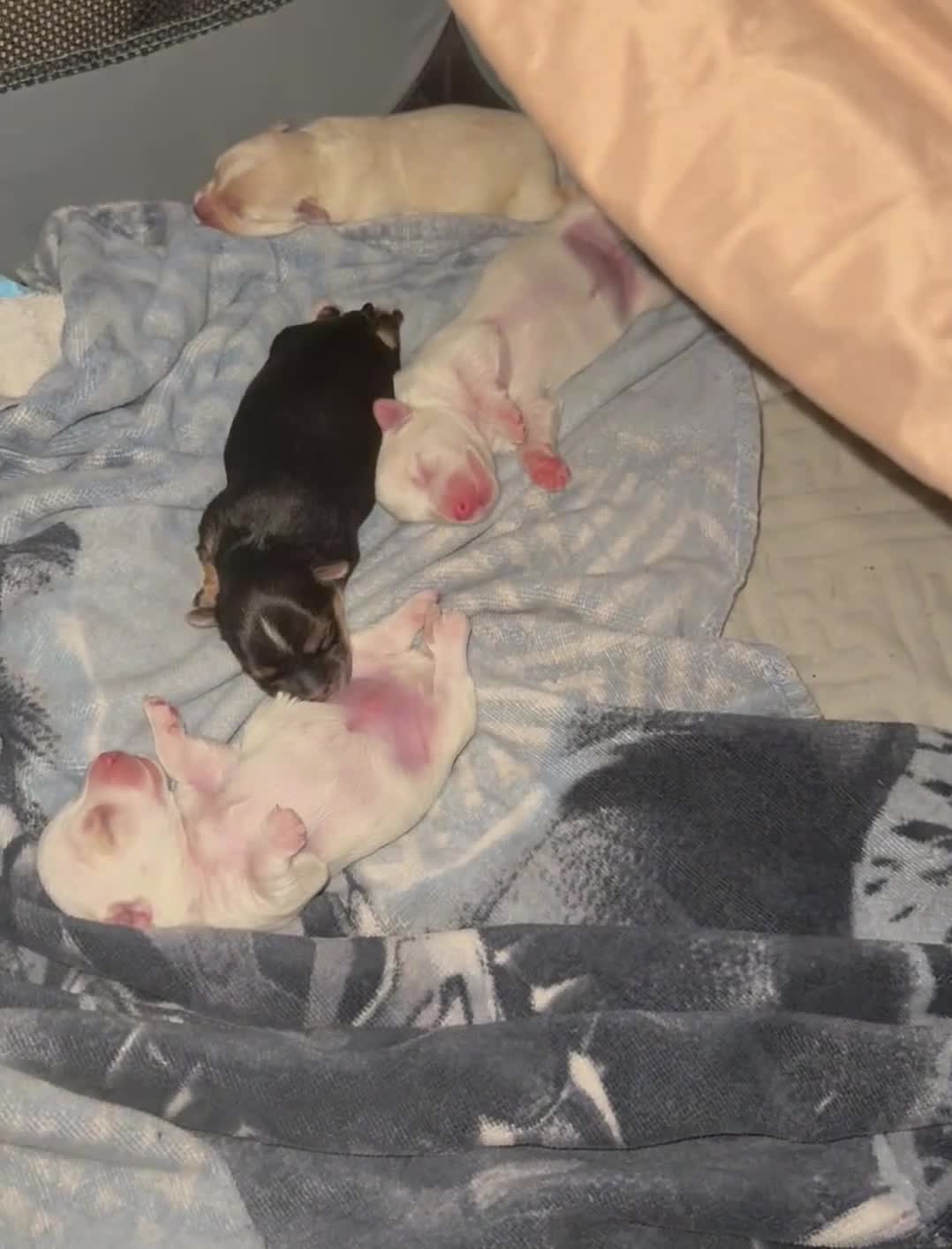 Mixed Breed dogs for sale: Yorkie Bichon Puppy 3 - Video 1