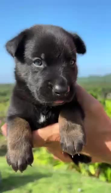 Belgian Malinois dogs for sale: Belgian Malinois 5 (Neo) - Video 1