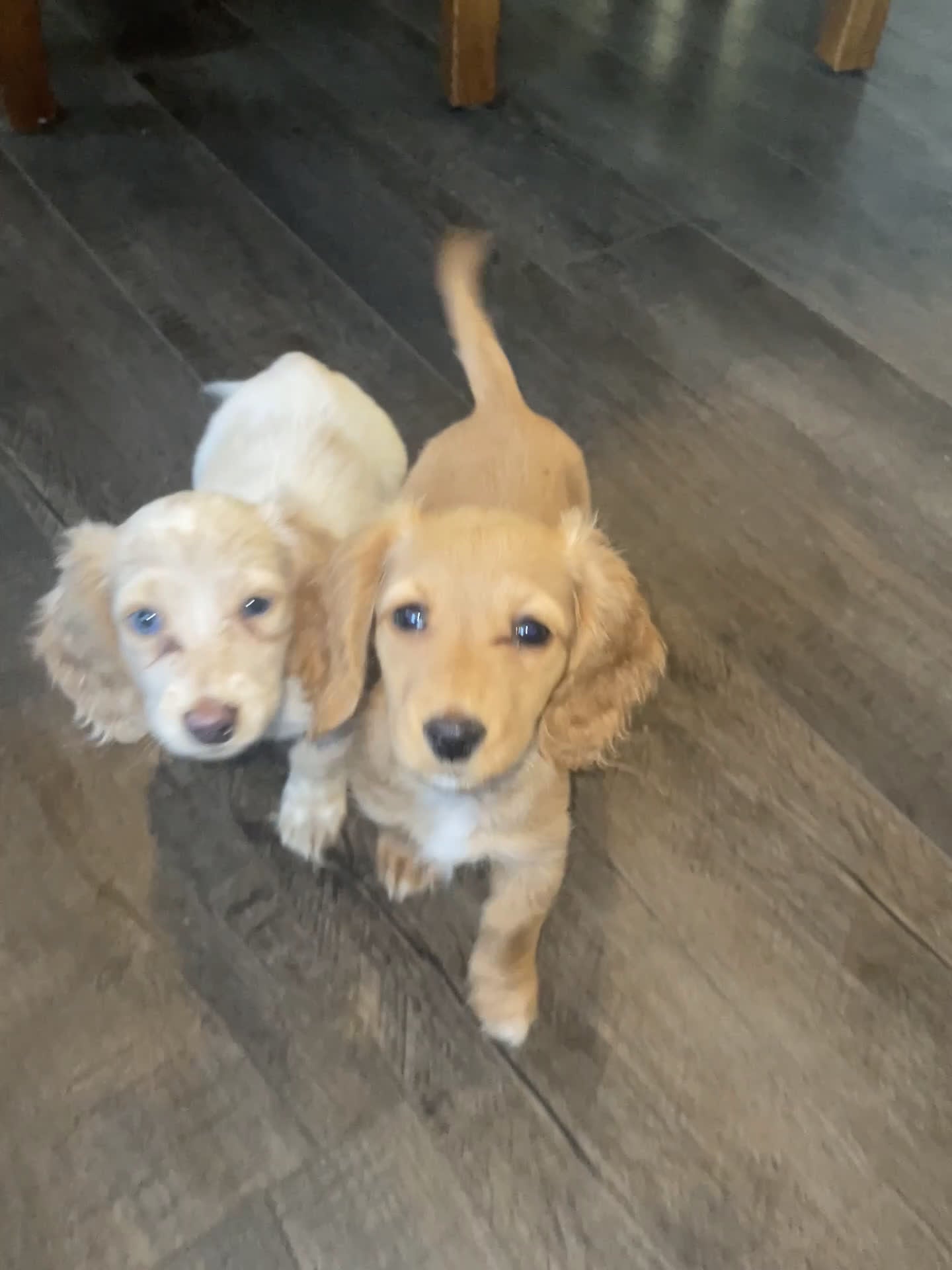 Miniature Dachshund dogs for sale: Debbie  - Video 3