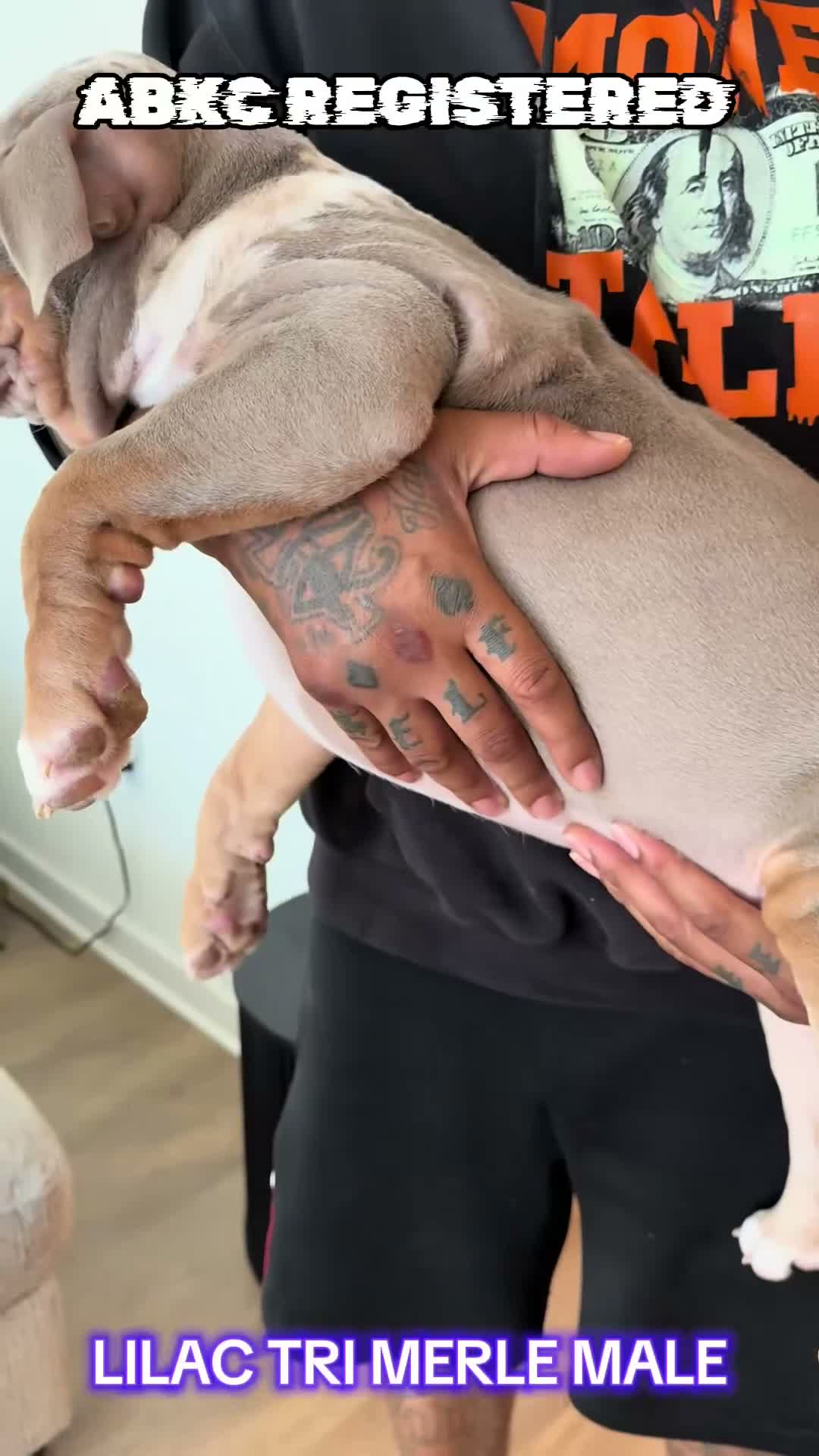 American Bully dogs for sale: Bruno - Video 3