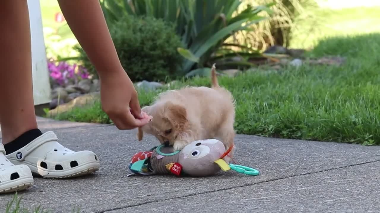 Cavapoo dogs for sale: Sky - Video 1