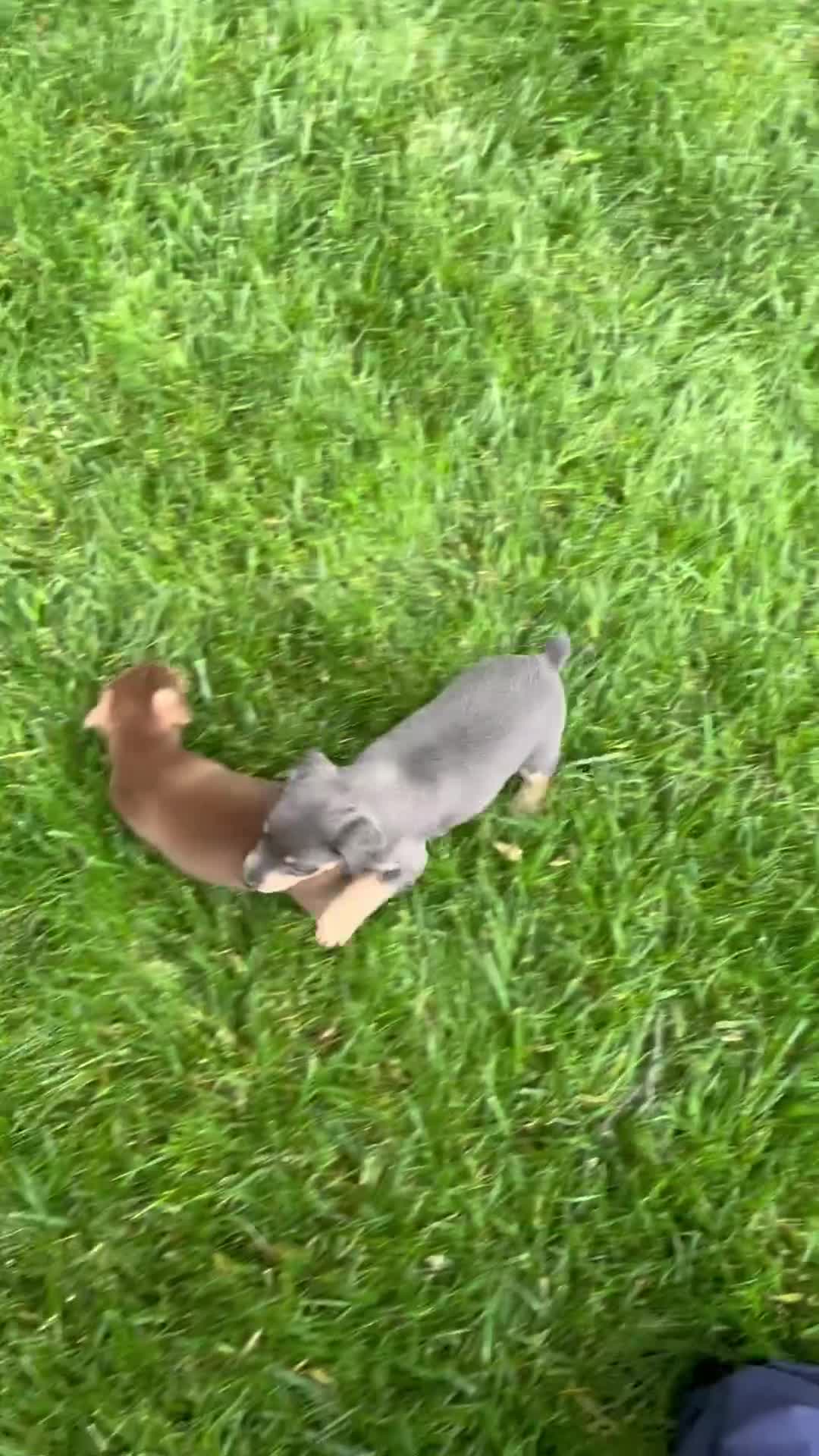 Miniature Pinscher dogs for sale: Caden - Video 2
