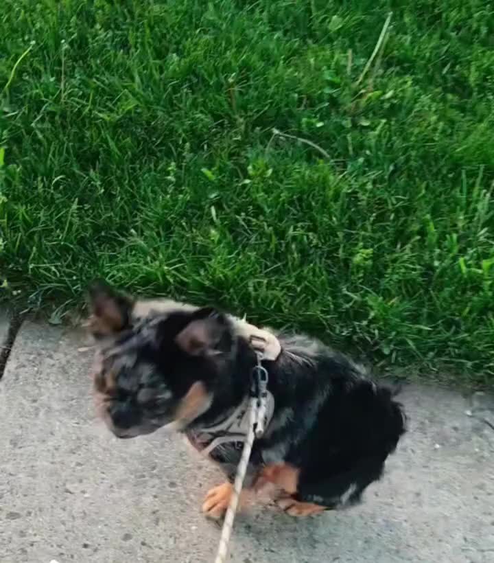 French Bulldog dogs for sale: Ahumado, the bold charmer 🐾 - Video 1