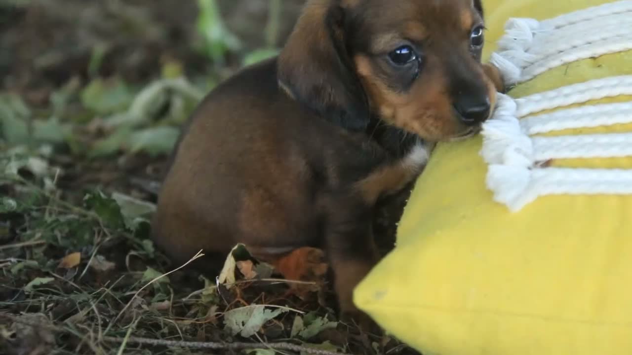 Miniature Dachshund dogs for sale: Joyce Miniature Dachshund  - Video 5