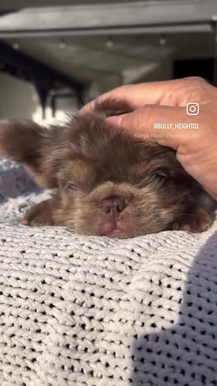 French Bulldog dogs for sale: French Bulldog Puppy 2 - Video 1