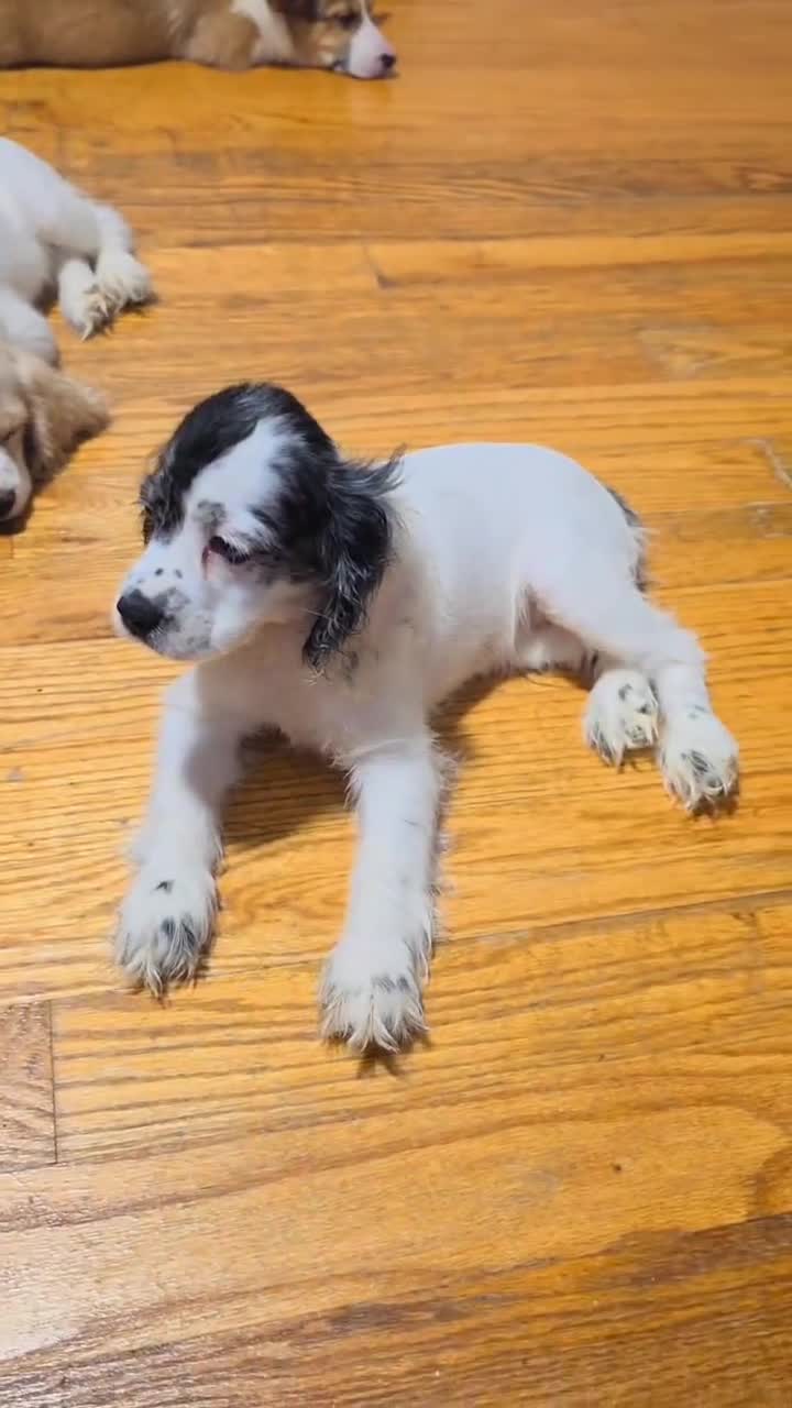 Cocker Spaniel dogs for sale: Kiara  - Video 1